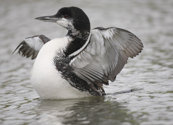 Great Northern Diver