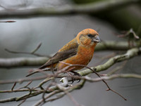 Common Crossbill