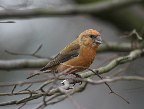 Common Crossbill