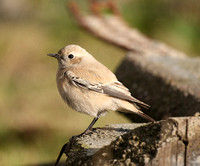 Desert Wheatear
