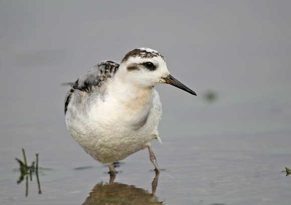 Grey Phalarope
