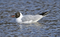 Black Headed Gull