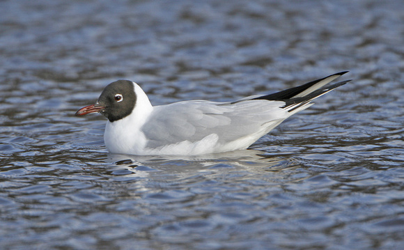 Black Headed Gull