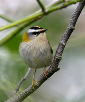 Firecrest & Goldcrest