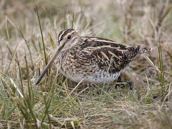 Common Snipe