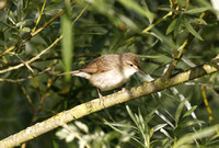 Blyth's Reed Warbler