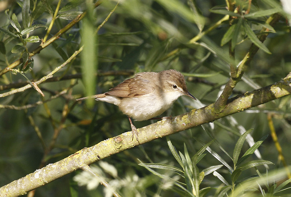 Blyth's Reed Warbler