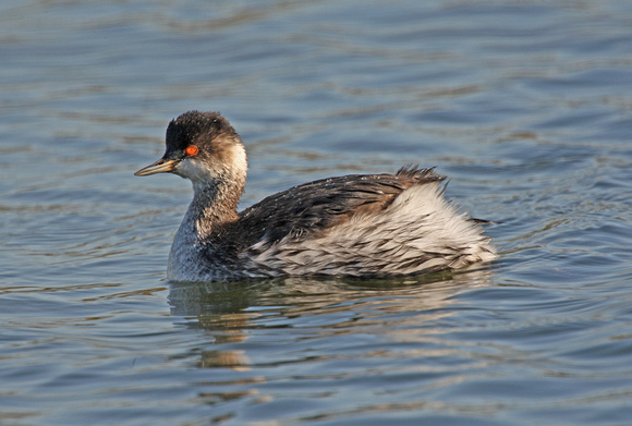 Black-necked Grebe