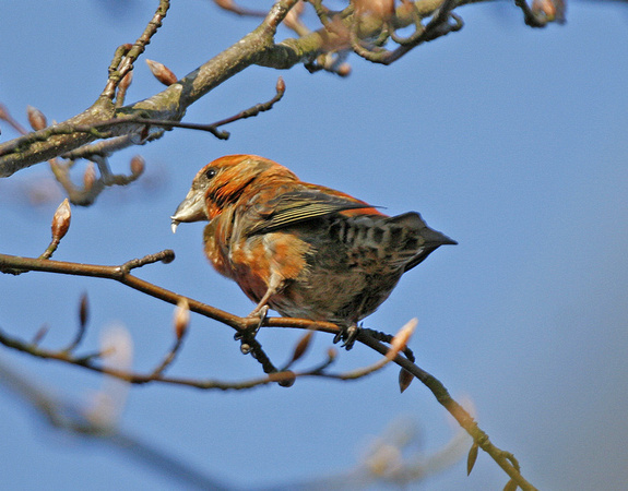 Common Crossbill