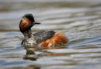 Black-necked Grebe