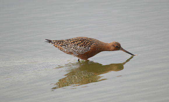 Bar-tailed Godwit