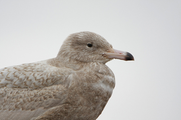 Glaucous Gull