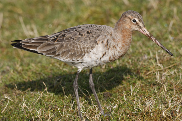 Black-tailed Godwit