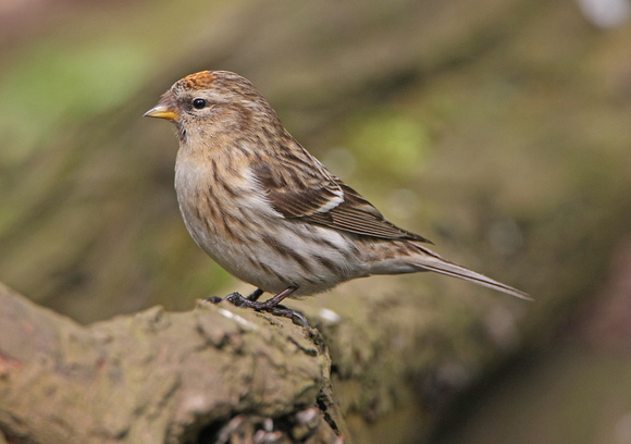 Lesser Redpoll