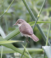 Blyth's Reed Warbler