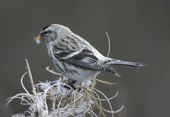 Common Redpoll