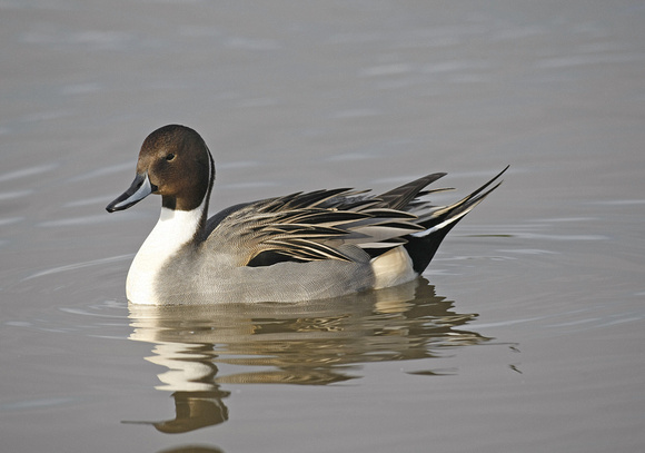 Pintail