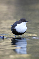 Black-bellied Dipper