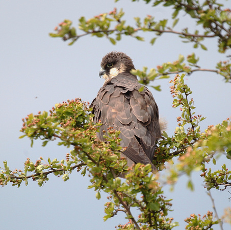 Eleonora's Falcon