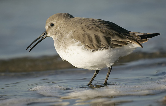 Dunlin