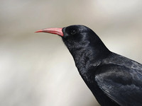 Chough