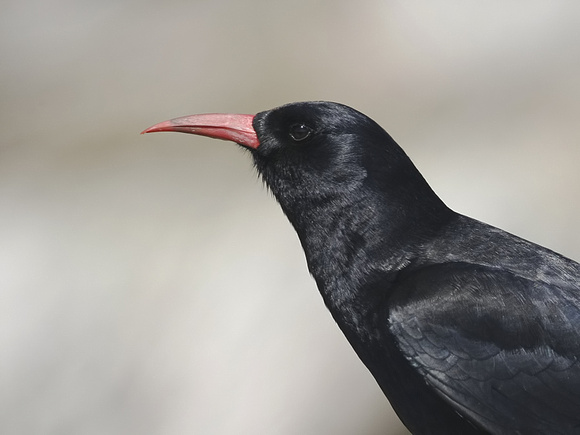 Chough