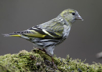 Common, Lesser Redpoll & Siskin