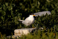 Elegant Tern