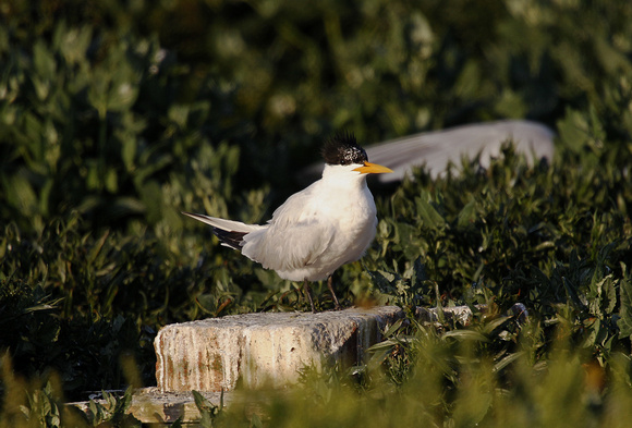 Elegant Tern