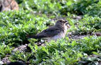 Collared Pratincole