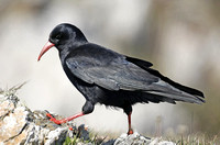 Chough