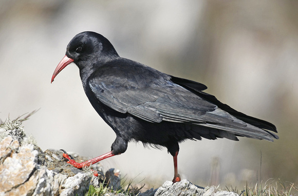Chough