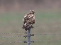 Rough-legged Buzzard