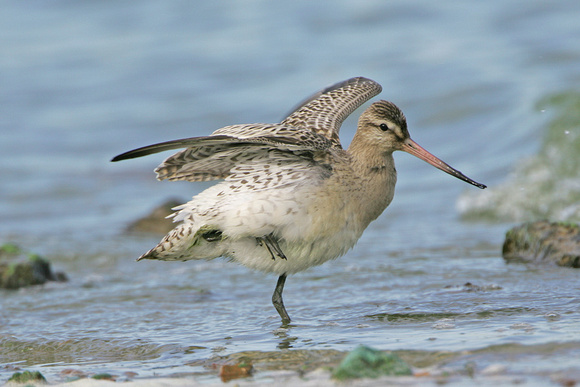 Bar-tailed Godwit