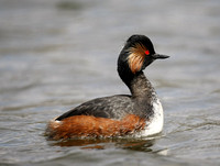 Black-necked Grebe