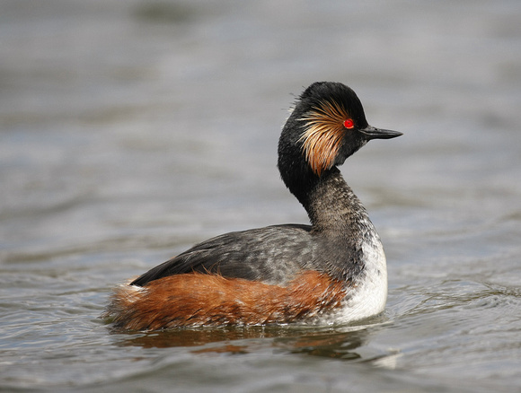 Black-necked Grebe