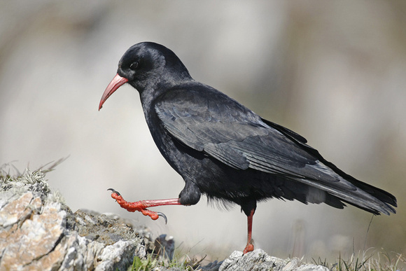 Chough