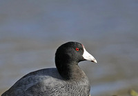 American Coot