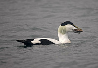 Eider