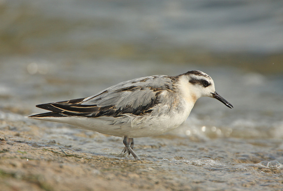 Grey Phalarope