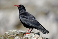 Chough