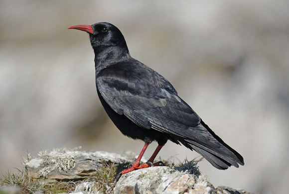 Chough
