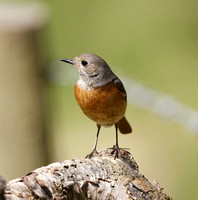 Common Redstart