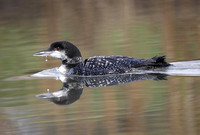 Great Northern Diver