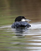 Great Northern Diver