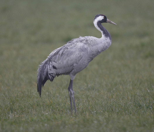 Common Crane