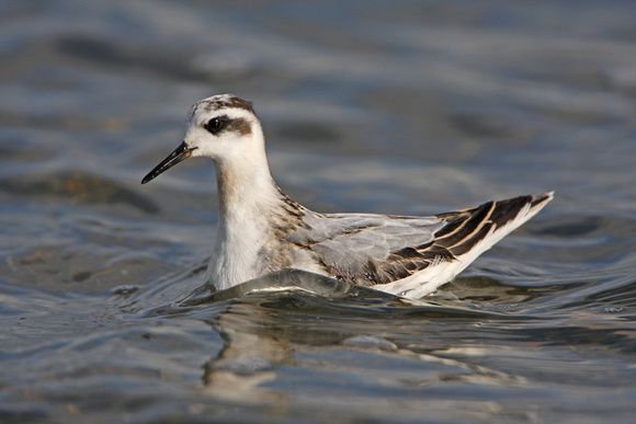 Grey Phalarope