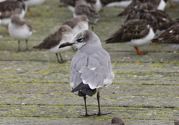 Laughing Gull