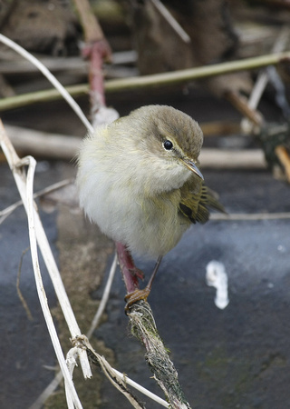 Common Chiffchaff