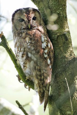 Tawny Owl